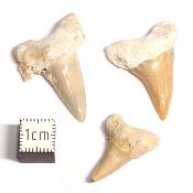 Dent de Requin - fossile (Lot de 20 pièces) 