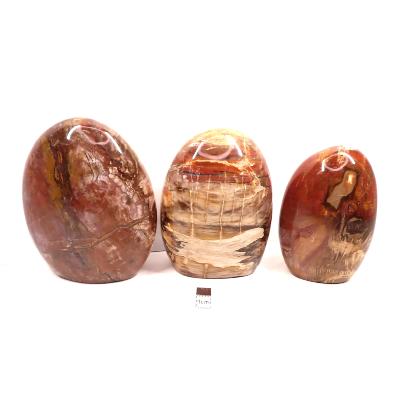 Bois Fossile - Forme libre n°17 (Lot de 3 pièces)