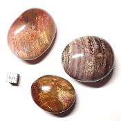 Bois Fossile - galet (Lot de 25 pièces ENVIRON) 