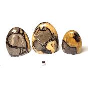 Septaria - Forme libre n°17 (Lot de 3 pièces)