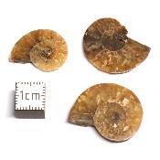 Ammonite paires de tranches - fossiles (Lot de 10 paires) 