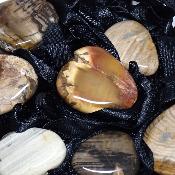 Bois Fossile avec cordon - pendentif pierre plate (Lot de 10 pièces) 