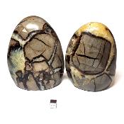 Septaria - Forme libre n°16 (Lot de 2 pièces)