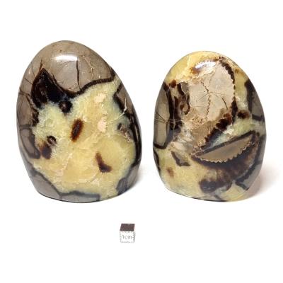 Septaria - Forme libre n°16 (Lot de 2 pièces)