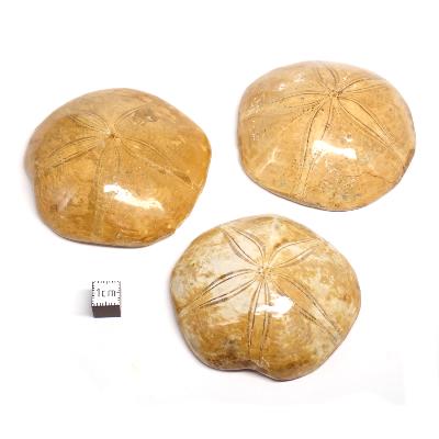 Oursin - fossile