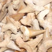 Dent de Requin - fossile (Lot de 20 pièces) 