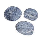 Corail bleu - pierres plates
