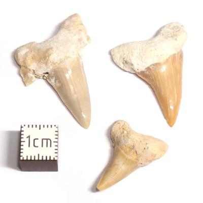 Dent de Requin - fossile (Lot de 20 pièces) 