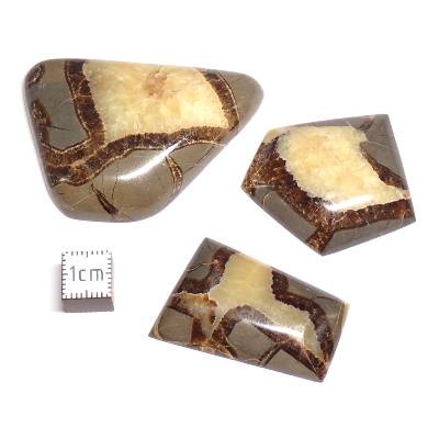 Septaria - plaque (Lot de 5 pièces) 