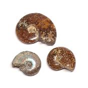 Ammonite Nacrées entières - fossiles
