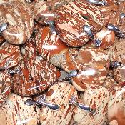 Conglomérat - pendentif coeur (Lot de 10 pièces) 