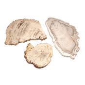 Bois Fossile du Pakistan - pierre brute